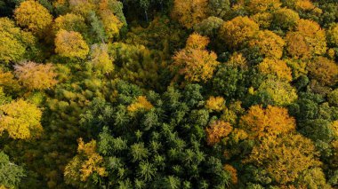 Tepedeki ormandan sonbahar manzarası