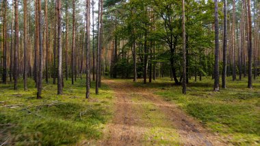 Kozalaklı orman köknar ağaçları çam manzaralı