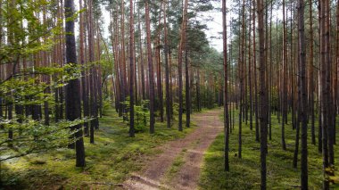 Kozalaklı orman köknar ağaçları çam manzaralı