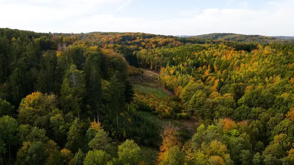 Tepedeki ormandan sonbahar manzarası
