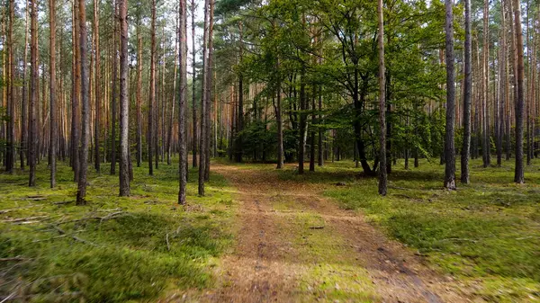Kozalaklı orman köknar ağaçları çam manzaralı