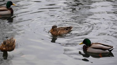 Vahşi ördekler gölde yüzer.