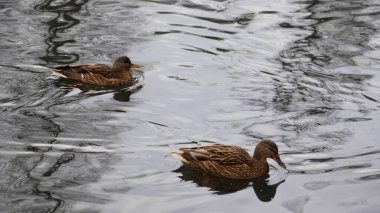 Vahşi ördekler gölde yüzer.