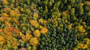 Tepedeki ormandan sonbahar manzarası