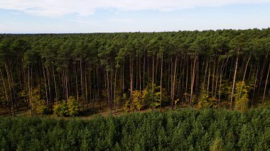 Kozalaklı orman köknar ağaçları çam manzaralı