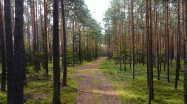 Kozalaklı orman köknar ağaçları çam manzaralı