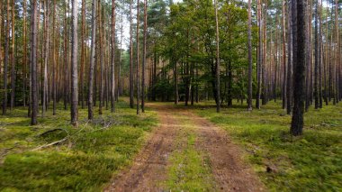 Kozalaklı orman köknar ağaçları çam manzaralı