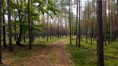 Kozalaklı orman köknar ağaçları çam manzaralı