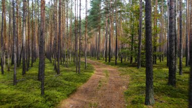 Kozalaklı orman köknar ağaçları çam manzaralı