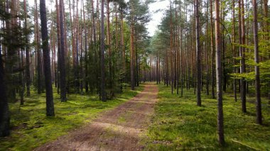 Kozalaklı orman köknar ağaçları çam manzaralı