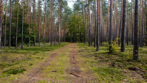 Kozalaklı orman köknar ağaçları çam manzaralı