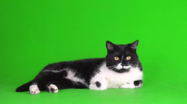 Siyah ve beyaz kedi yavrusu yeşil arka plan kromakey ekranında izole edildi