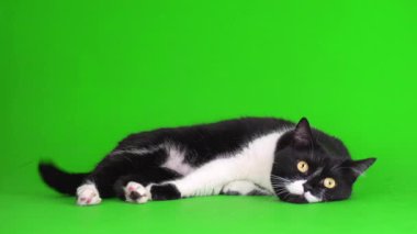 Siyah ve beyaz kedi yavrusu yeşil arka plan kromakey ekranında izole edildi