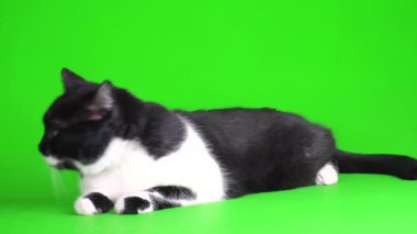 Siyah ve beyaz kedi yavrusu yeşil arka plan kromakey ekranında izole edildi