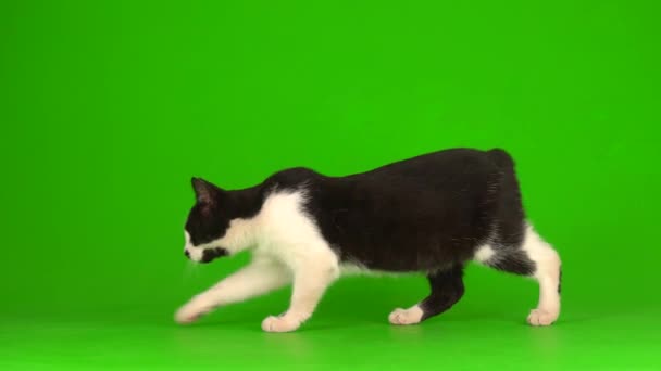 Gato Blanco Negro Aislado Pantalla Cromakey Fondo Verde — Vídeo de stock