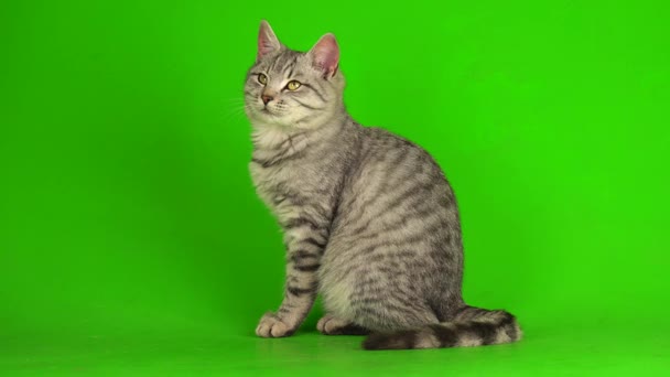Rayas Gris Gatito Gato Aislado Verde Fondo Cromakey Pantalla — Vídeo de stock