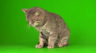Çizgili gri kedi yavrusu yeşil arka plan kromakey ekranında izole edildi