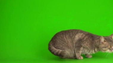 Çizgili gri kedi yavrusu yeşil arka plan kromakey ekranında izole edildi