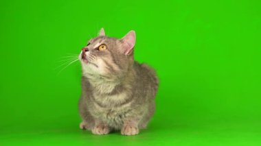 Çizgili gri kedi yavrusu yeşil arka plan kromakey ekranında izole edildi