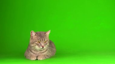 Çizgili gri kedi yavrusu yeşil arka plan kromakey ekranında izole edildi