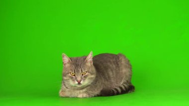 Çizgili gri kedi yavrusu yeşil arka plan kromakey ekranında izole edildi