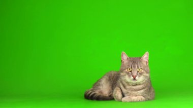 Çizgili gri kedi yavrusu yeşil arka plan kromakey ekranında izole edildi