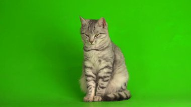 Çizgili gri kedi yavrusu yeşil arka plan kromakey ekranında izole edildi