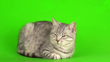Çizgili gri kedi yavrusu yeşil arka plan kromakey ekranında izole edildi