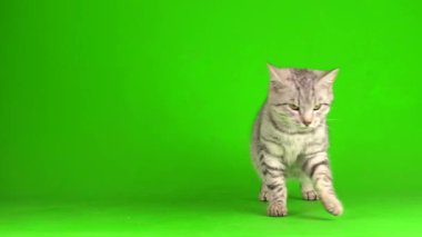 Çizgili gri kedi yavrusu yeşil arka plan kromakey ekranında izole edildi