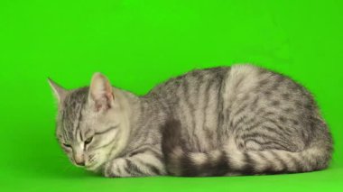 Çizgili gri kedi yavrusu yeşil arka plan kromakey ekranında izole edildi