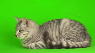 Çizgili gri kedi yavrusu yeşil arka plan kromakey ekranında izole edildi