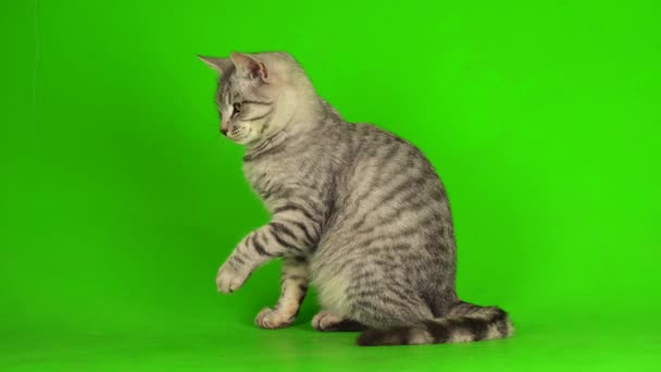 Rayas Gris Gatito Gato Aislado Verde Fondo Cromakey Pantalla — Vídeo de stock