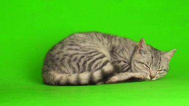 Çizgili gri kedi yavrusu yeşil arka plan kromakey ekranında izole edildi