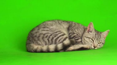 Çizgili gri kedi yavrusu yeşil arka plan kromakey ekranında izole edildi