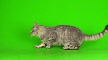 Çizgili gri kedi yavrusu yeşil arka plan kromakey ekranında izole edildi