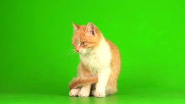 Kızıl kedi yavrusu yeşil arka plan kromakey ekranında izole edildi