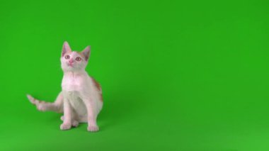 Kızıl kedi yavrusu yeşil arka plan kromakey ekranında izole edildi