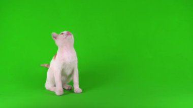 Kızıl kedi yavrusu yeşil arka plan kromakey ekranında izole edildi