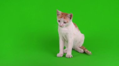 Kızıl kedi yavrusu yeşil arka plan kromakey ekranında izole edildi