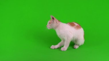 Kızıl kedi yavrusu yeşil arka plan kromakey ekranında izole edildi