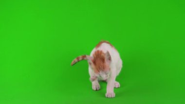 Kızıl kedi yavrusu yeşil arka plan kromakey ekranında izole edildi