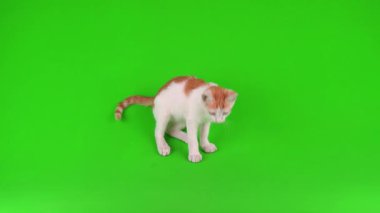 Kızıl kedi yavrusu yeşil arka plan kromakey ekranında izole edildi