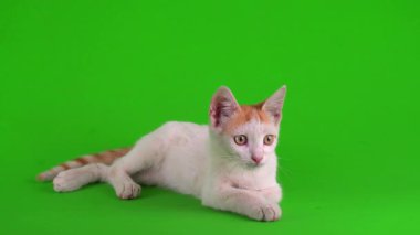 Kızıl kedi yavrusu yeşil arka plan kromakey ekranında izole edildi