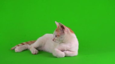 Kızıl kedi yavrusu yeşil arka plan kromakey ekranında izole edildi