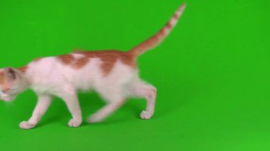 Kızıl kedi yavrusu yeşil arka plan kromakey ekranında izole edildi