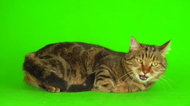 Bengal kedi yeşil arkaplan kromakey ekranında izole