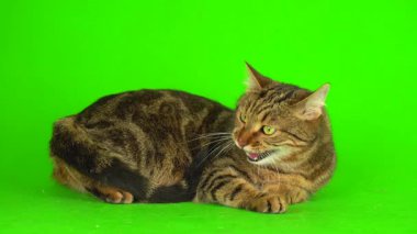 Bengal kedi yeşil arkaplan kromakey ekranında izole