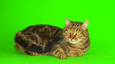 Bengal kedi yeşil arkaplan kromakey ekranında izole