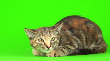 Bengal kedi yeşil arkaplan kromakey ekranında izole