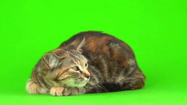 Bengal kedi yeşil arkaplan kromakey ekranında izole